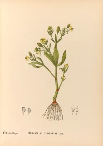 Medicinal Plants Pl 096