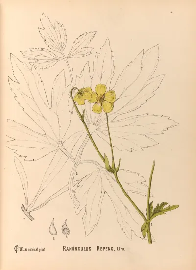 Medicinal Plants Pl 097