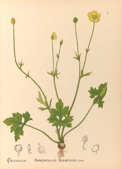 Medicinal Plants Pl 098
