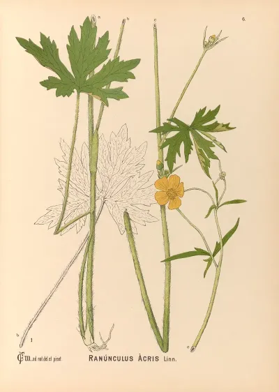 Medicinal Plants Pl 099