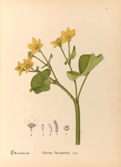 Medicinal Plants Pl 100