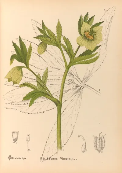 Medicinal Plants Pl 101