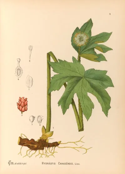 Medicinal Plants Pl 102