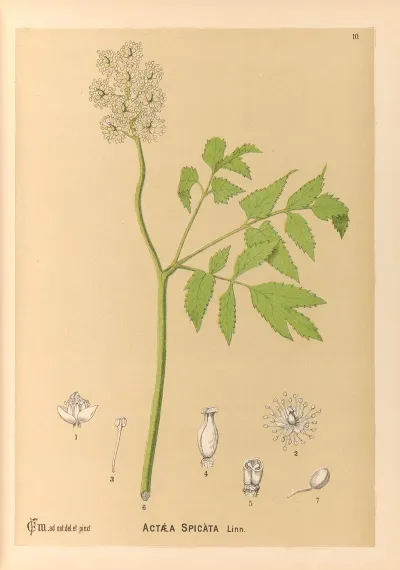 Medicinal Plants Pl 103