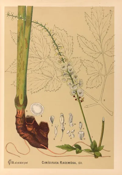 Medicinal Plants Pl 104