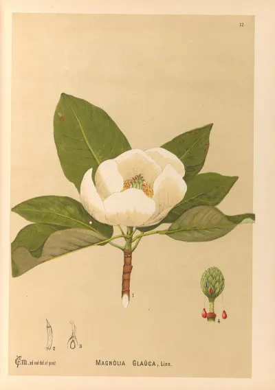 Medicinal Plants Pl 105