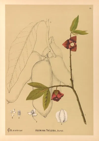 Medicinal Plants Pl 106