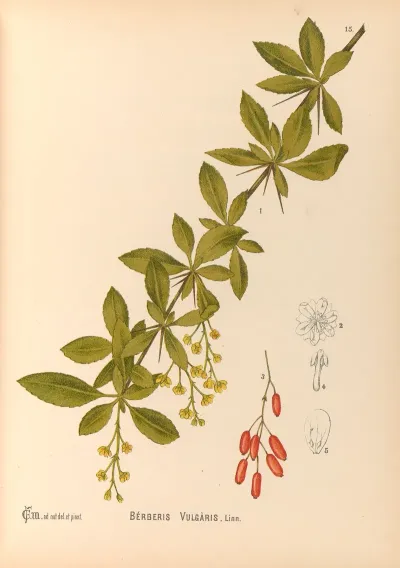 Medicinal Plants Pl 108