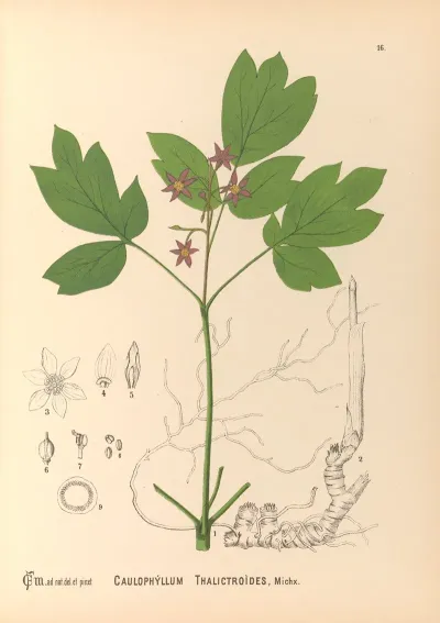 Medicinal Plants Pl 109