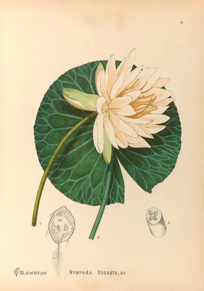 Medicinal Plants Pl 111