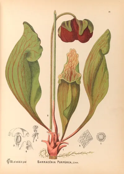 Medicinal Plants Pl 112
