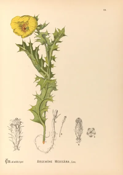 Medicinal Plants Pl 113