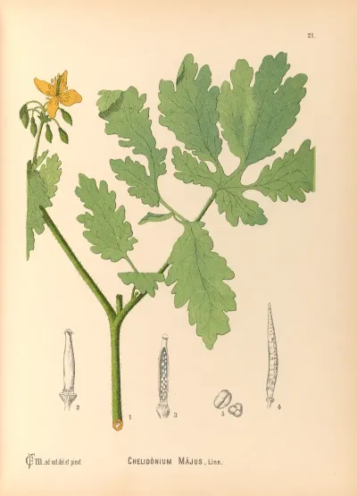 Medicinal Plants Pl 114