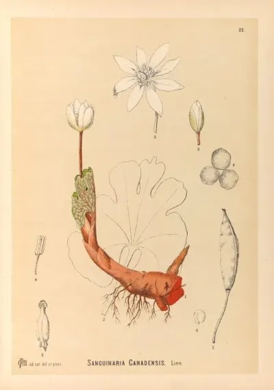 Medicinal Plants Pl 115