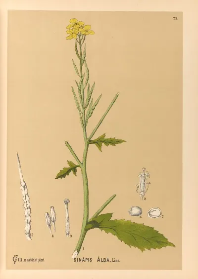 Medicinal Plants Pl 116