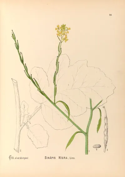 Medicinal Plants Pl 117