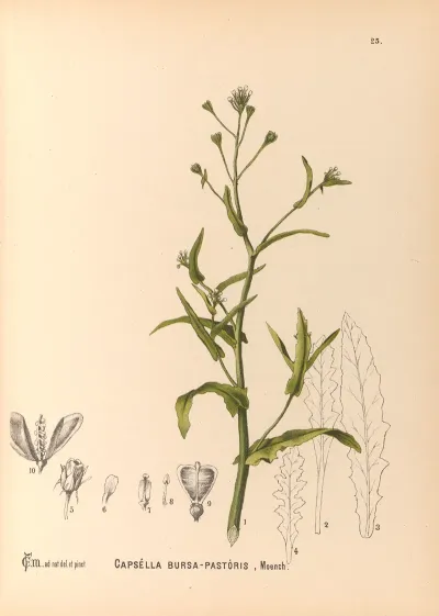 Medicinal Plants Pl 118