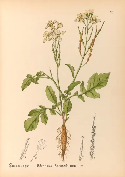 Medicinal Plants Pl 119