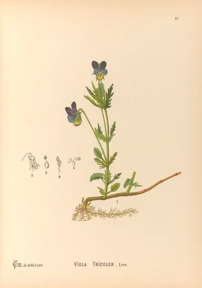 Medicinal Plants Pl 120
