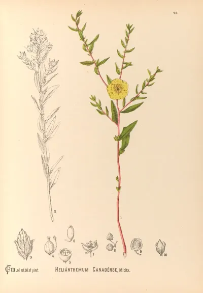 Medicinal Plants Pl 121