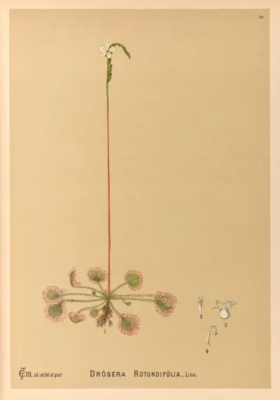Medicinal Plants Pl 122