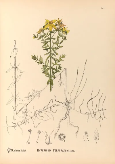 Medicinal Plants Pl 123