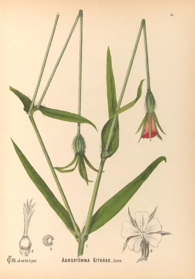 Medicinal Plants Pl 124