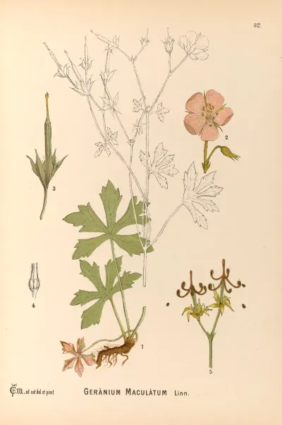 Medicinal Plants Pl 125