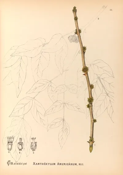 Medicinal Plants Pl 126
