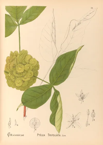 Medicinal Plants Pl 127