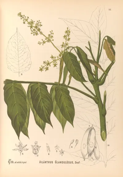 Medicinal Plants Pl 128