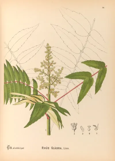 Medicinal Plants Pl 129