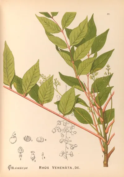 Medicinal Plants Pl 130