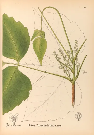 Medicinal Plants Pl 131