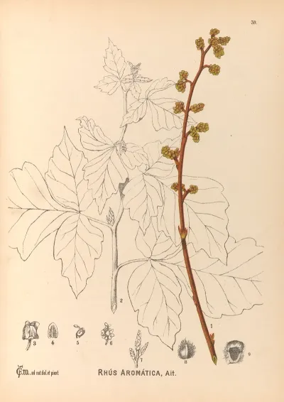 Medicinal Plants Pl 132