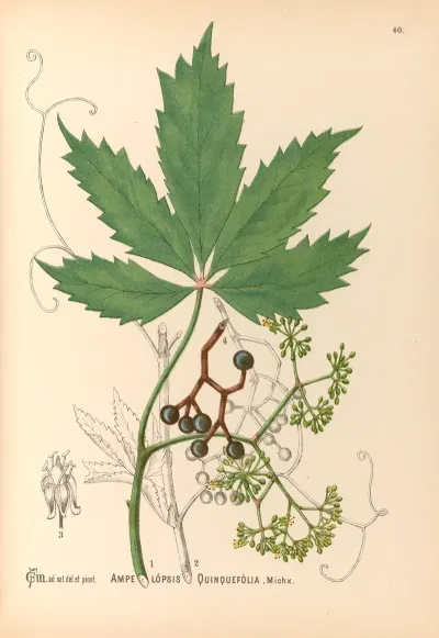 Medicinal Plants Pl 133