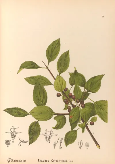 Medicinal Plants Pl 134