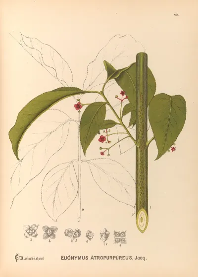 Medicinal Plants Pl 135