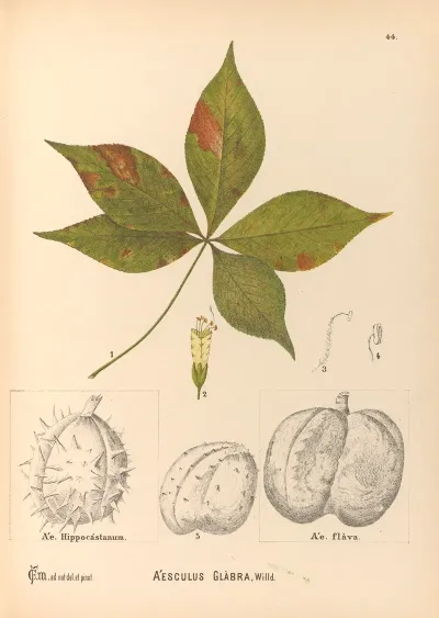 Medicinal Plants Pl 137