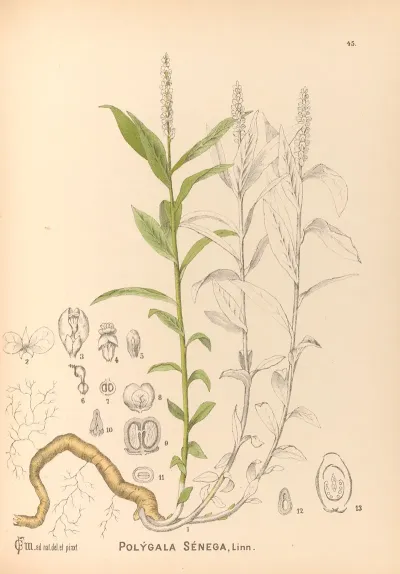 Medicinal Plants Pl 138