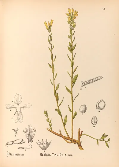 Medicinal Plants Pl 139