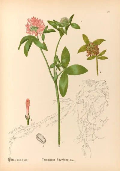 Medicinal Plants Pl 140
