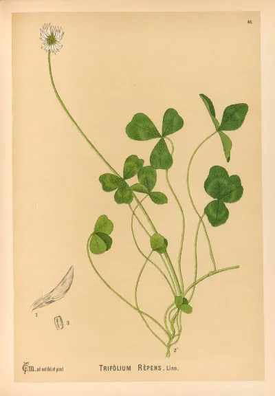 Medicinal Plants Pl 141