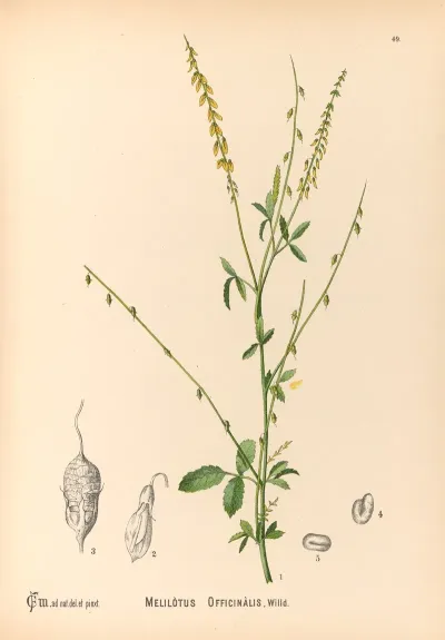 Medicinal Plants Pl 142