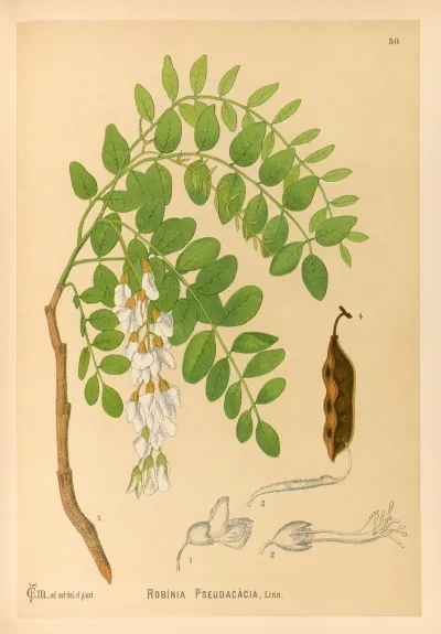 Medicinal Plants Pl 143