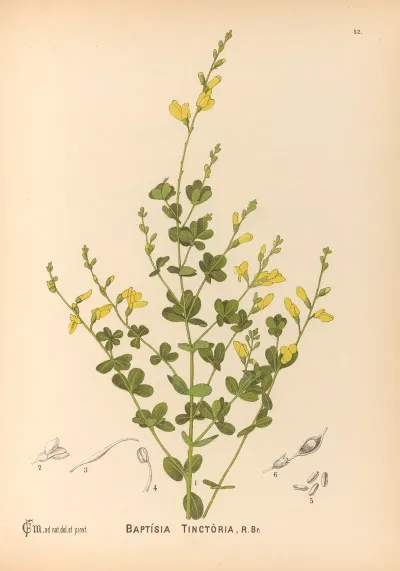 Medicinal Plants Pl 145