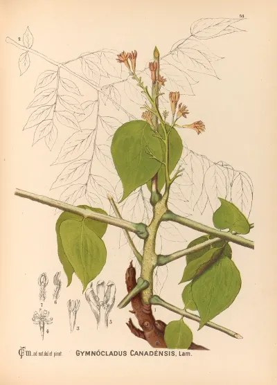 Medicinal Plants Pl 146