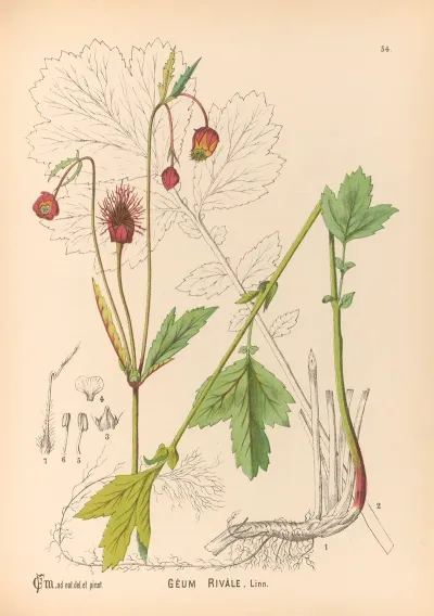 Medicinal Plants Pl 147