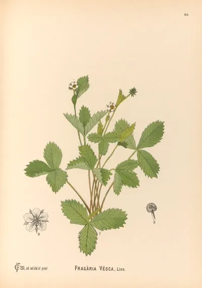 Medicinal Plants Pl 148