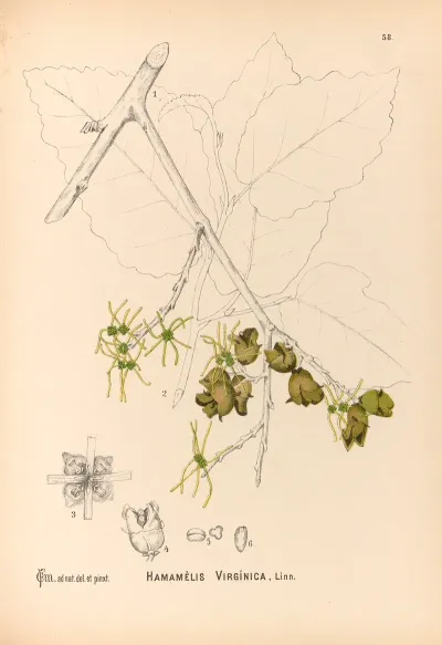 Medicinal Plants Pl 151
